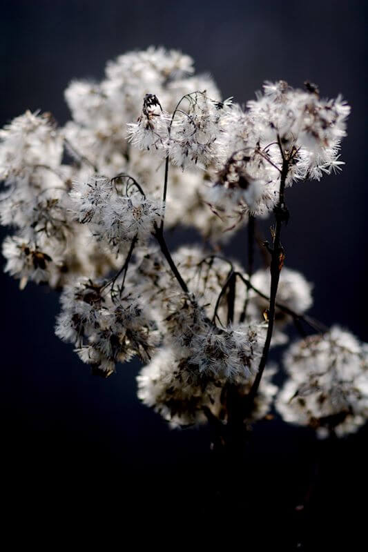 Gartenarbeit im November Wasserdost