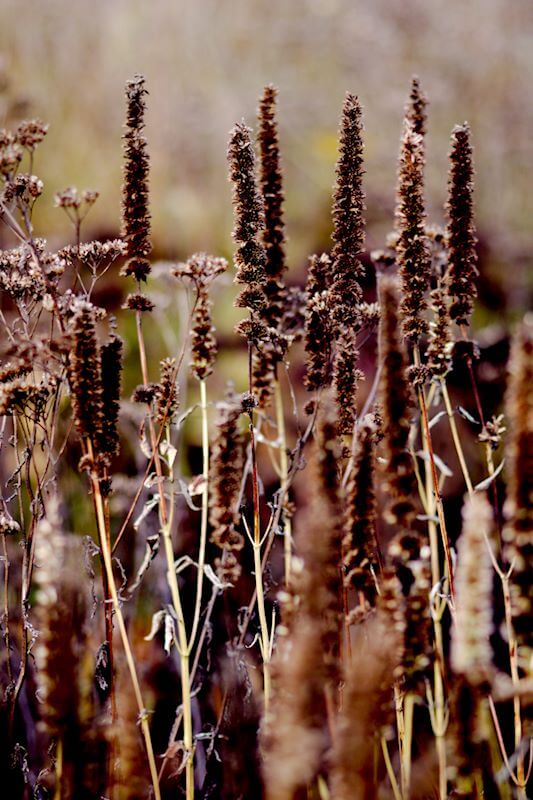Gartenarbeit im November Blütenstände