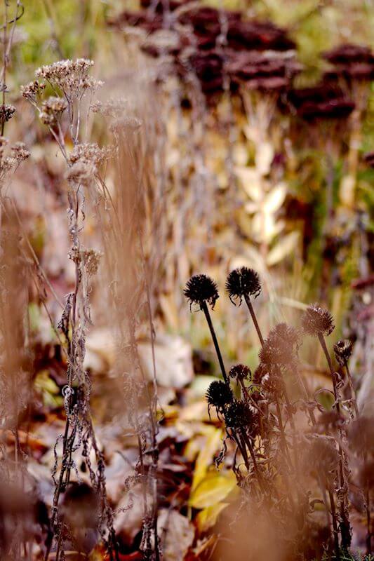 Gartenarbeit im November Blütenstände