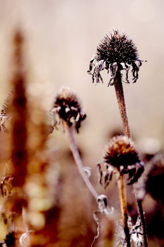 Gartenarbeit im November Blütenstände