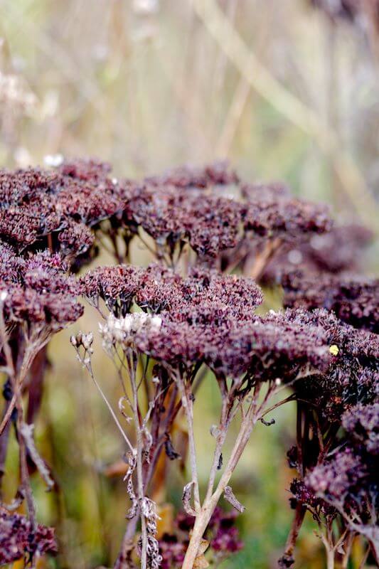 Gartenarbeit im November Blütenstände