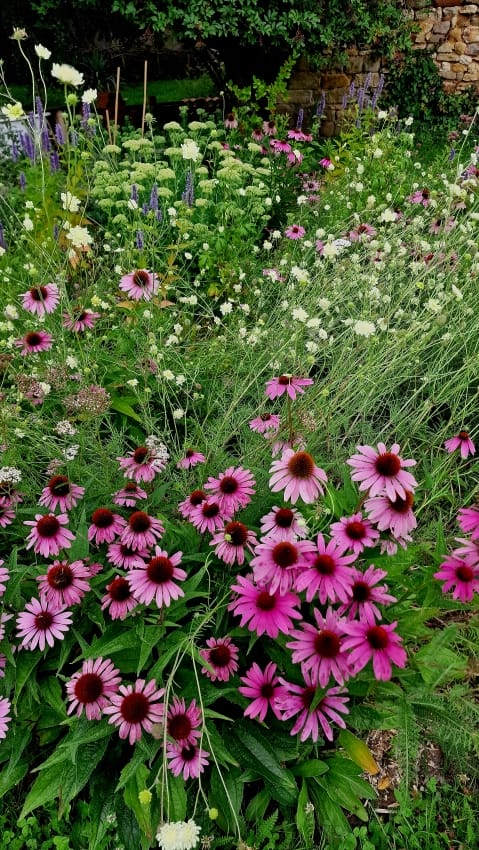 Langlebige Stauden kombiniert mit kurzlebigen Stauden