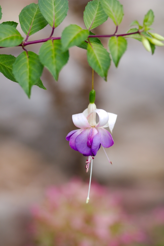 Fuchsien