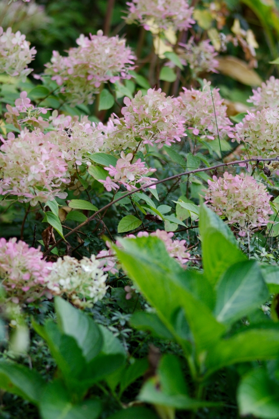 Schattenbeet gestalten