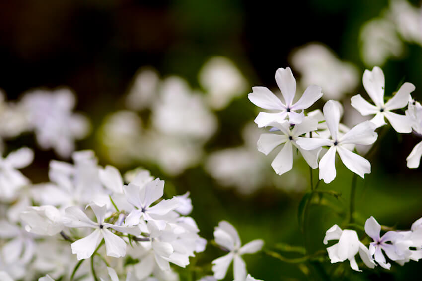 Wald-Phlox Flammenblume Clouds of Perfume