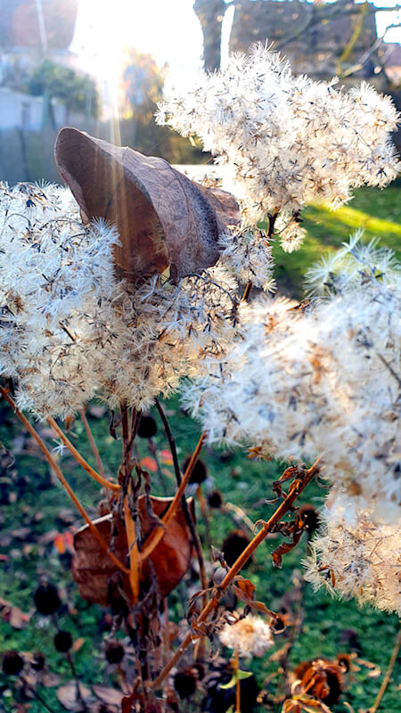 Gartenarbeit im November Wasserdost