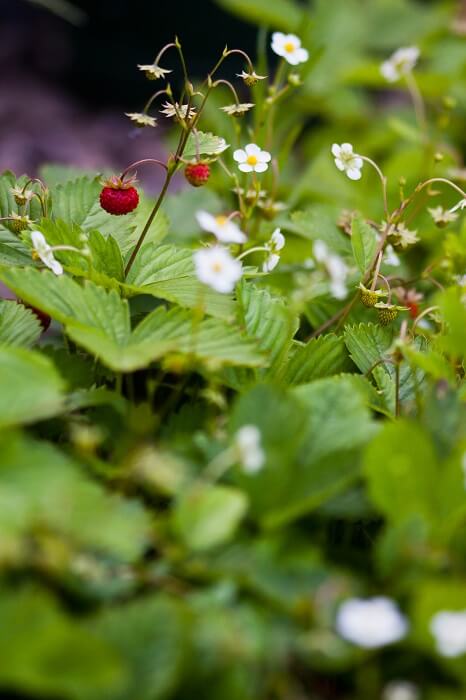 Schattenbeet gestalten