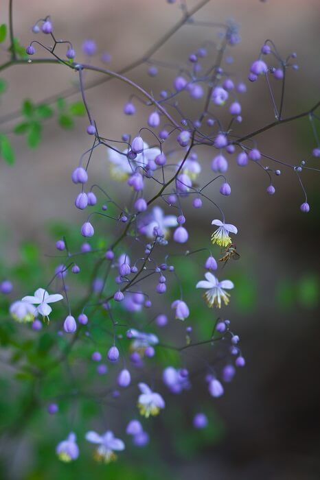 Schattenbeet gestalten