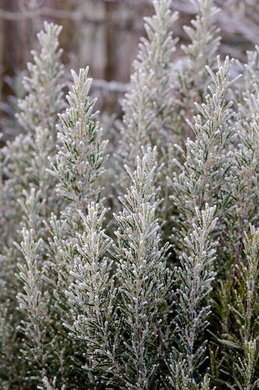 Gartenarbeit im Dezember - Eis auf Kräutern und Gemüse