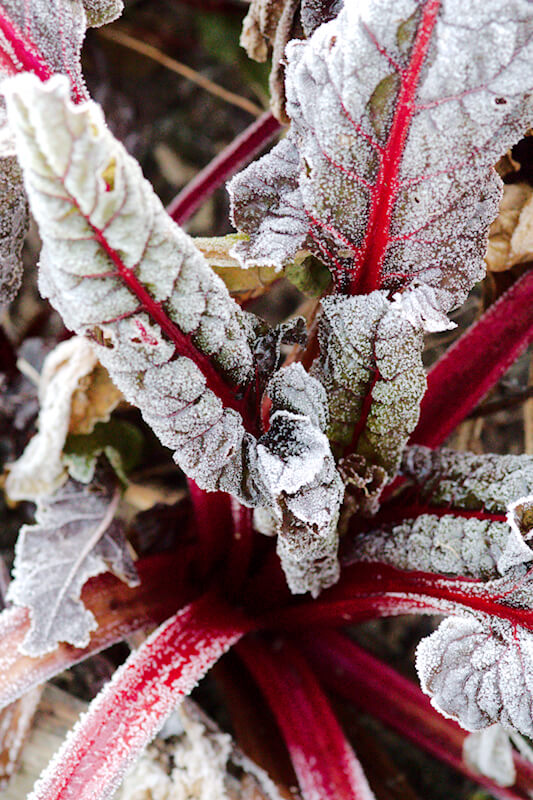 Gartenarbeit im Dezember - Eis auf Kräutern und Gemüse
