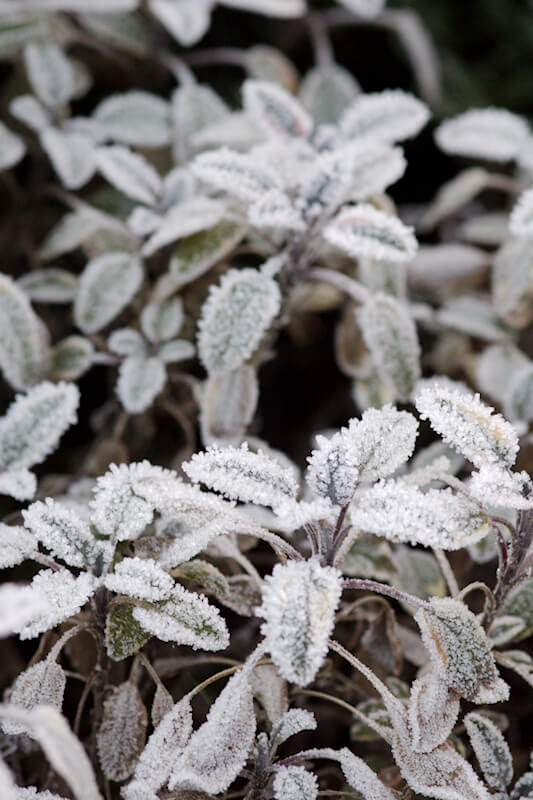 Gartenarbeit im Dezember - Eis auf Kräutern und Gemüse