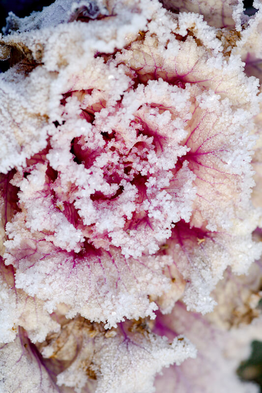 Gartenarbeit im Dezember - Eis auf Kräutern und Gemüse