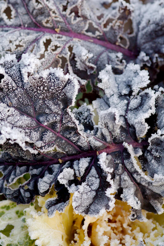 Gartenarbeit im Dezember - Eis auf Kräutern und Gemüse