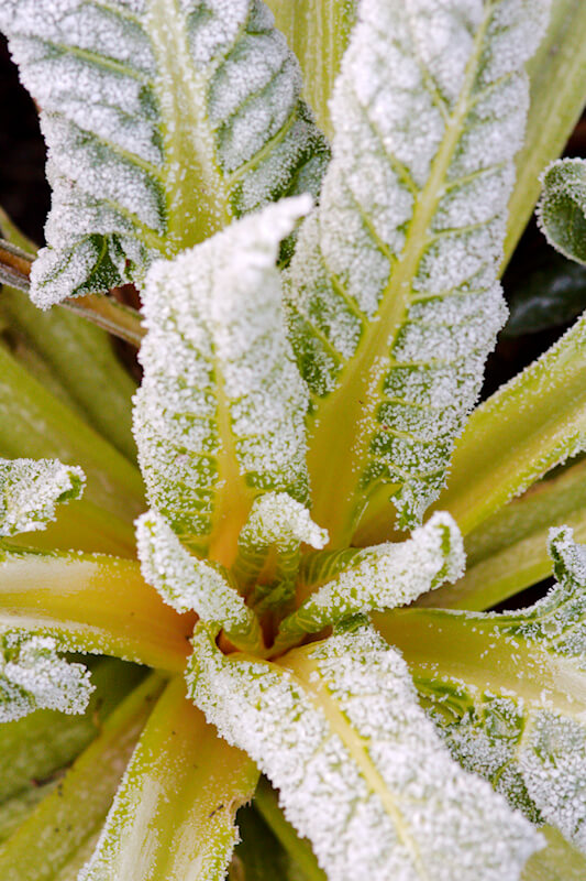 Gartenarbeit im Dezember - Eis auf Kräutern und Gemüse