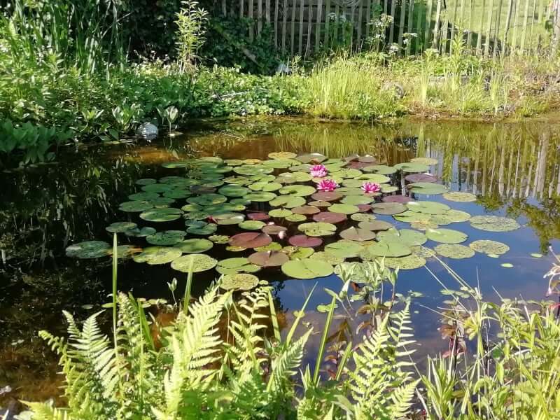 Marion - schönste Garten