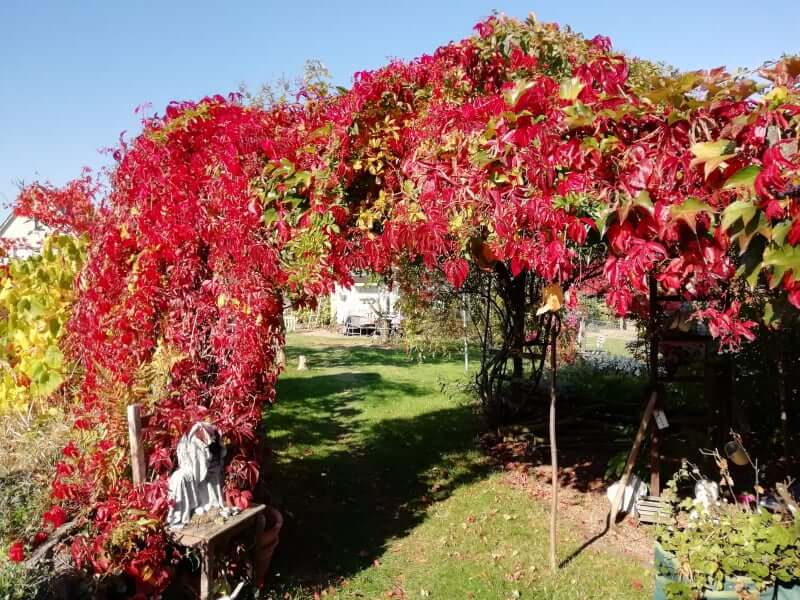 Marion - schönste Garten