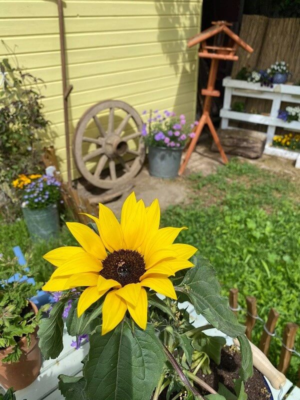 Schönste Gärten - Moni