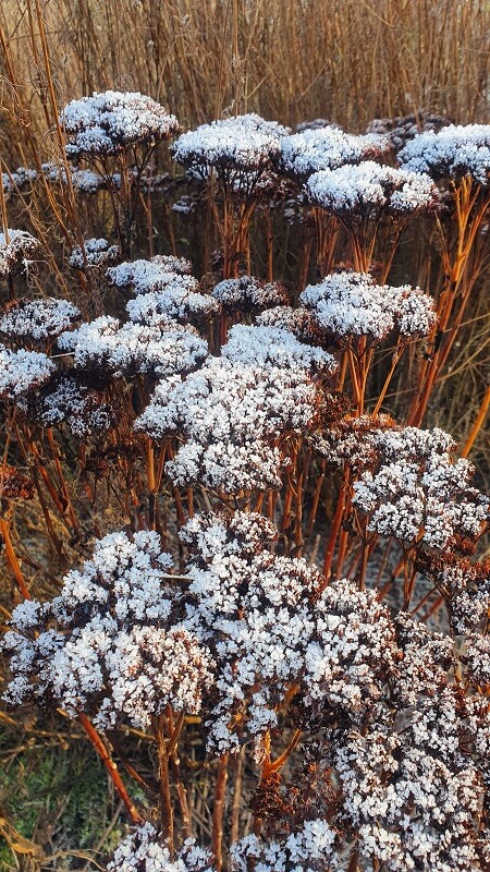 Gartenarbeit im Dezember
