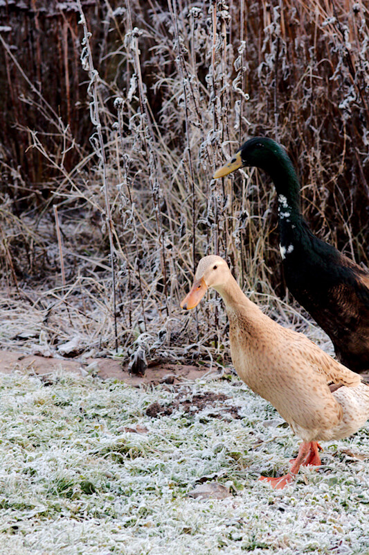 Gartenarbeit im Dezember