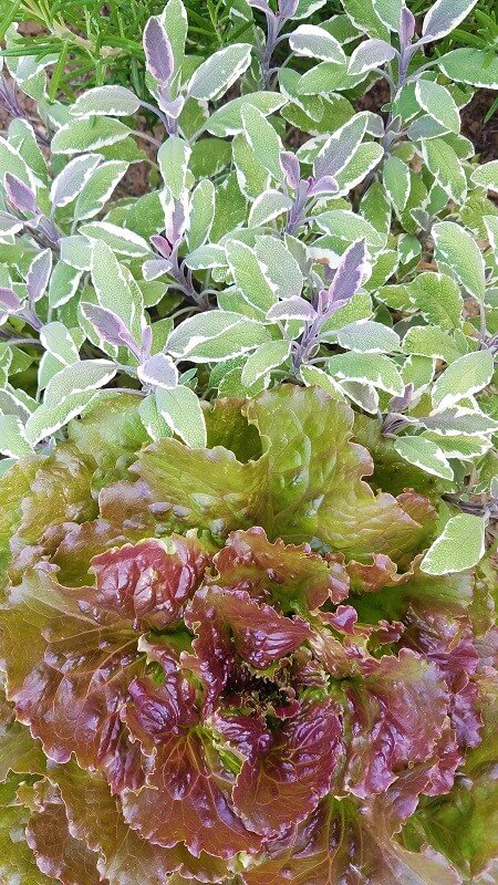 Bauerngarten anlegen