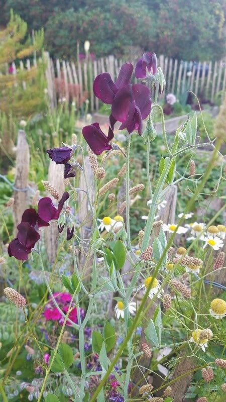 Bauerngarten anlegen