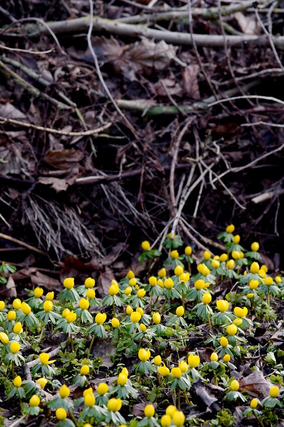 Winterlinge vor der Benjeshecke