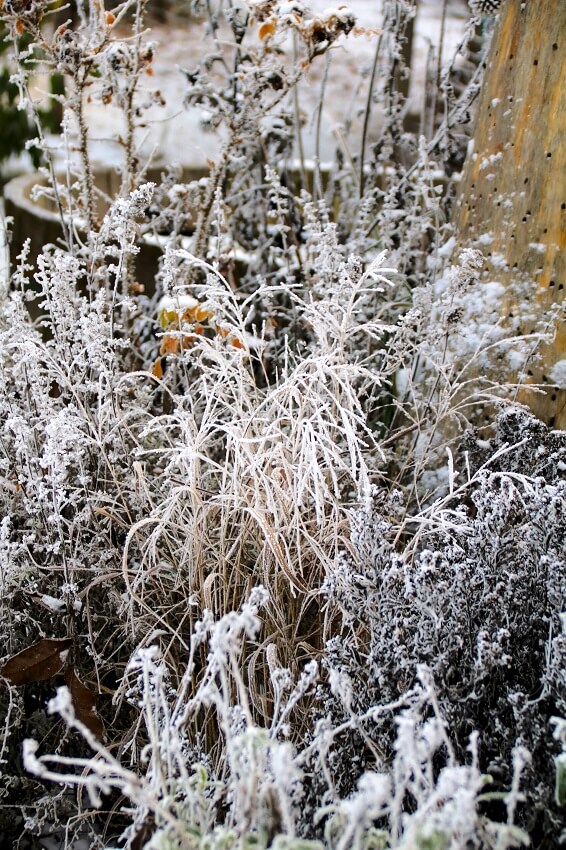 Gartenarbeit im Januar
Winter im Garten