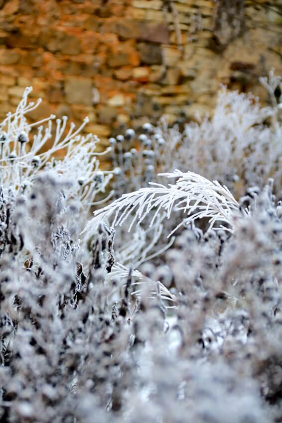 Frost auf Stauden