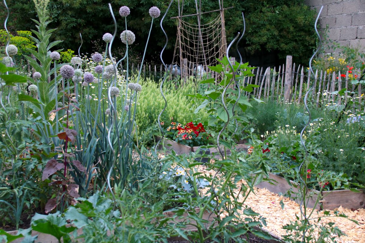 Mein alter Gemüsegarten