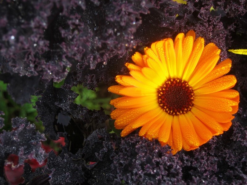 Gemüse im Winter anbauen Grünkohl und Ringelblume