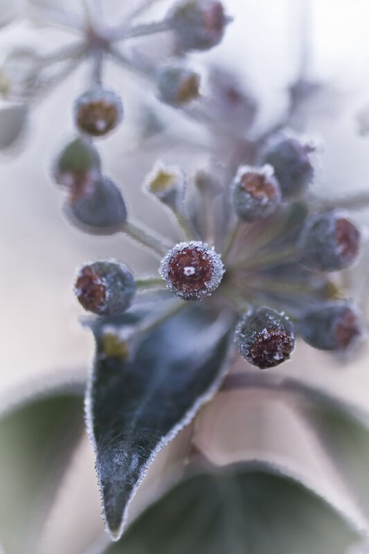 Garten im Winter