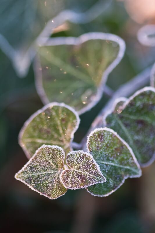 Garten im Winter