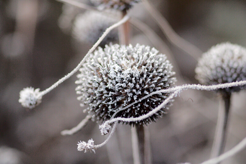 Stauden im Winter stehen lassen