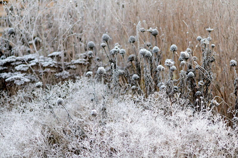 Stauden im Winter stehen lassen