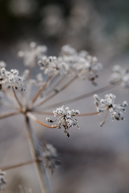 Stauden im Winter stehen lassen