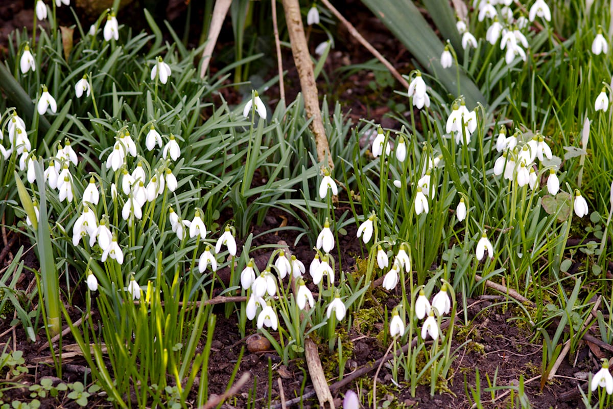 Schneeglöckchen als Winterblüher