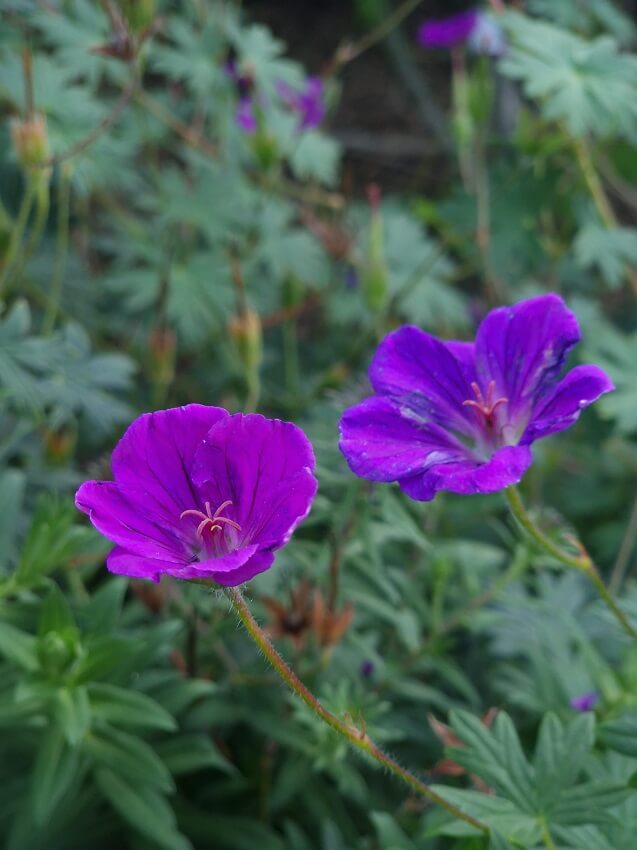Obi Gartenplaner Blut-Storchschnabel
