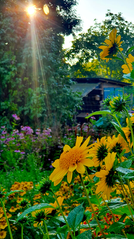 Einen bunten Garten im Herbst