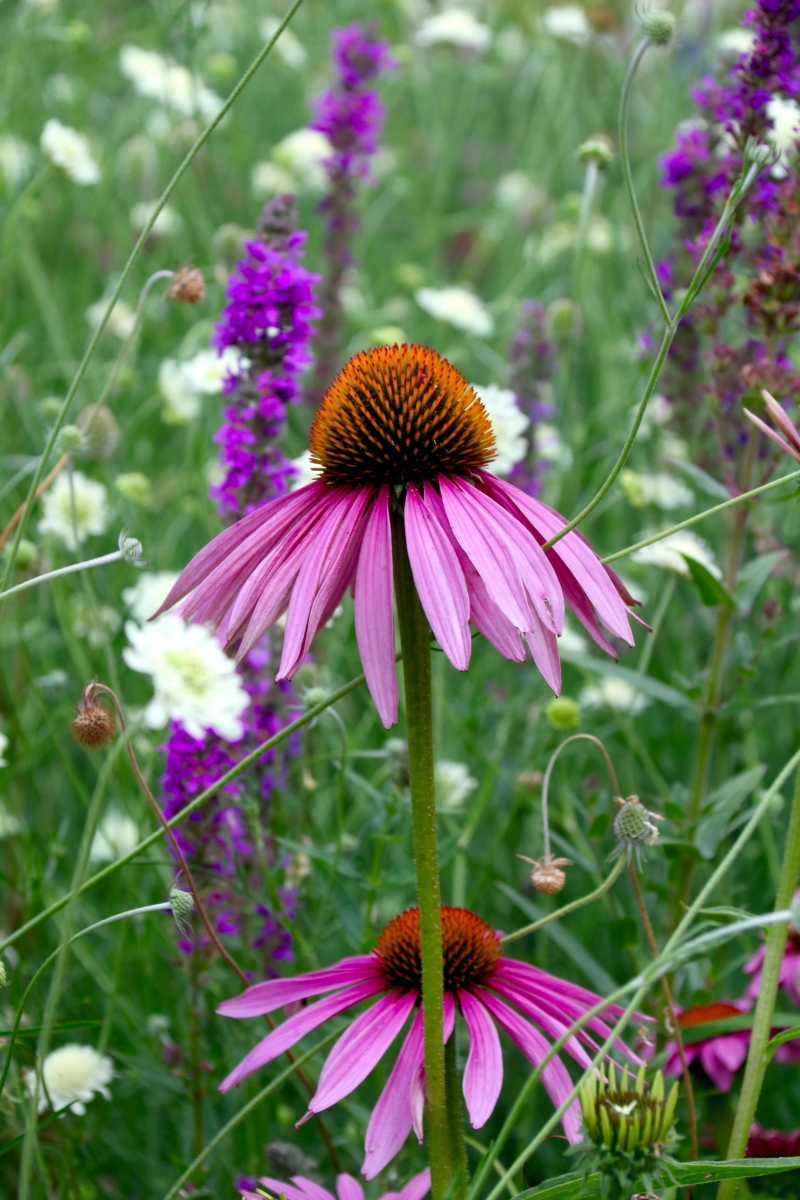Gartenplaner werden