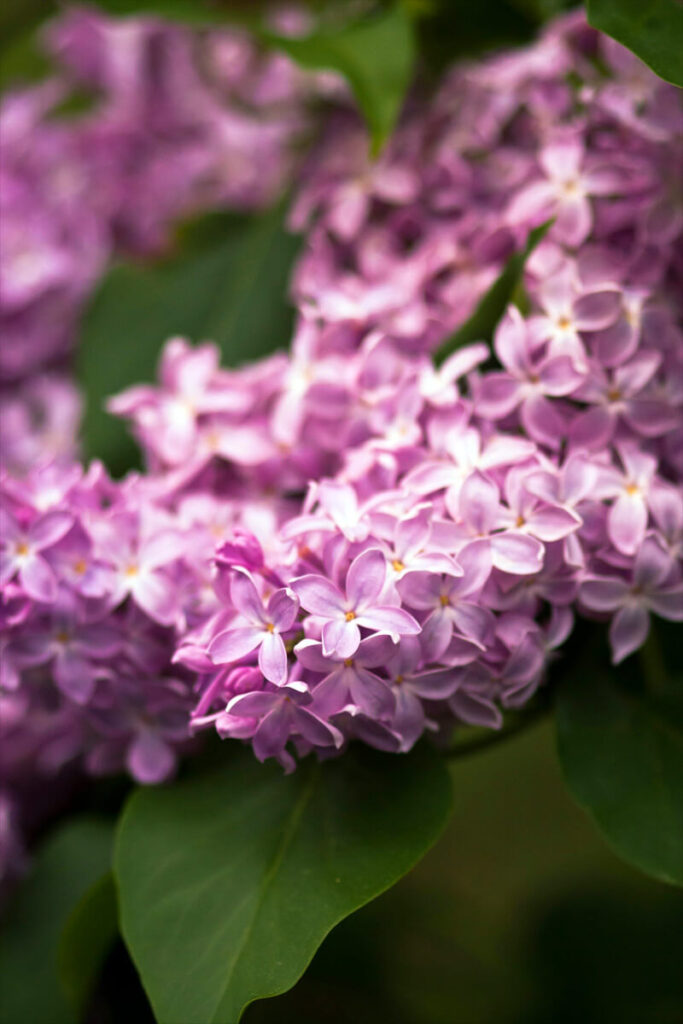 Sträucher richtig schneiden